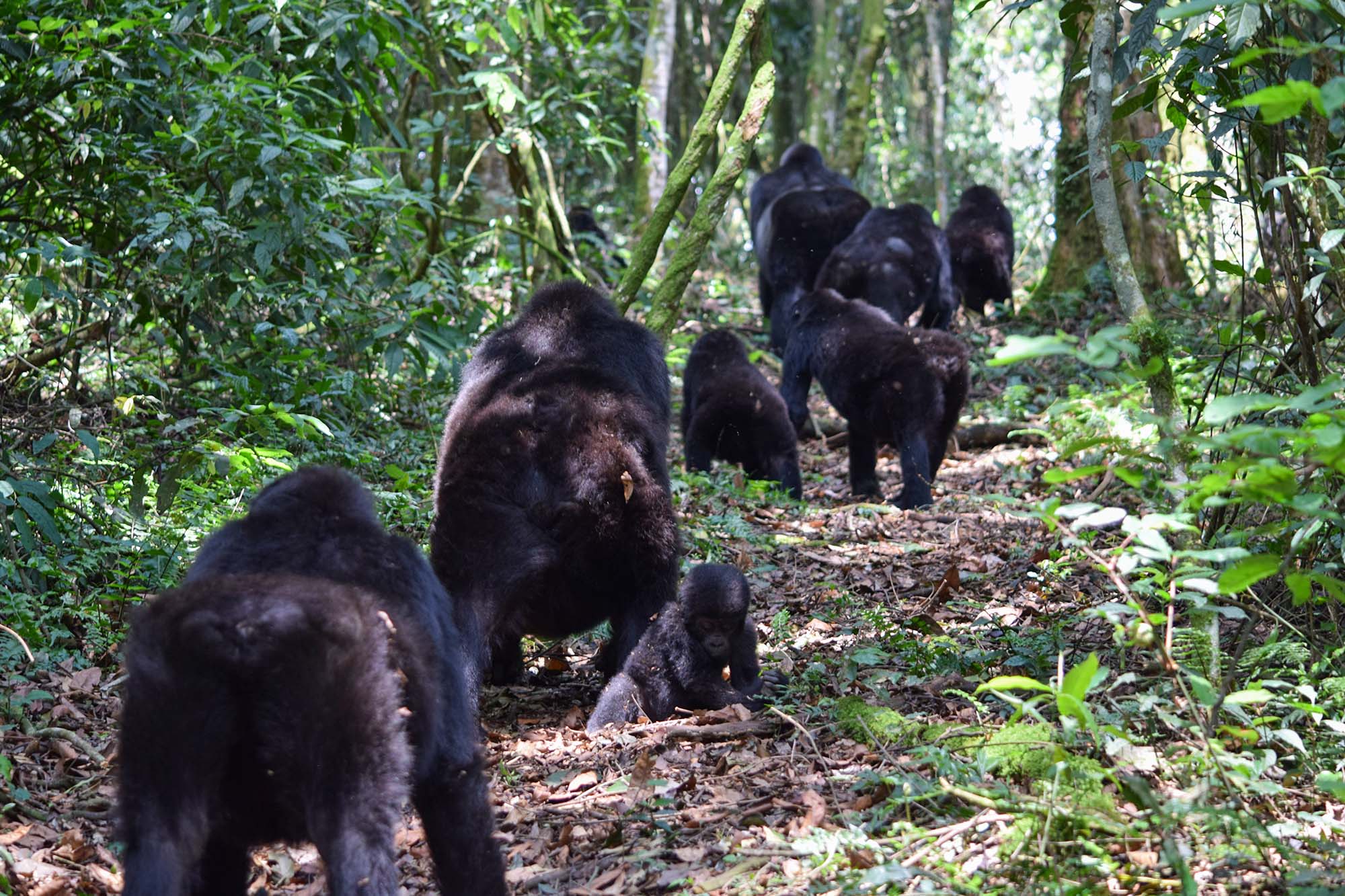 gorilla trekking in uganda bwindi