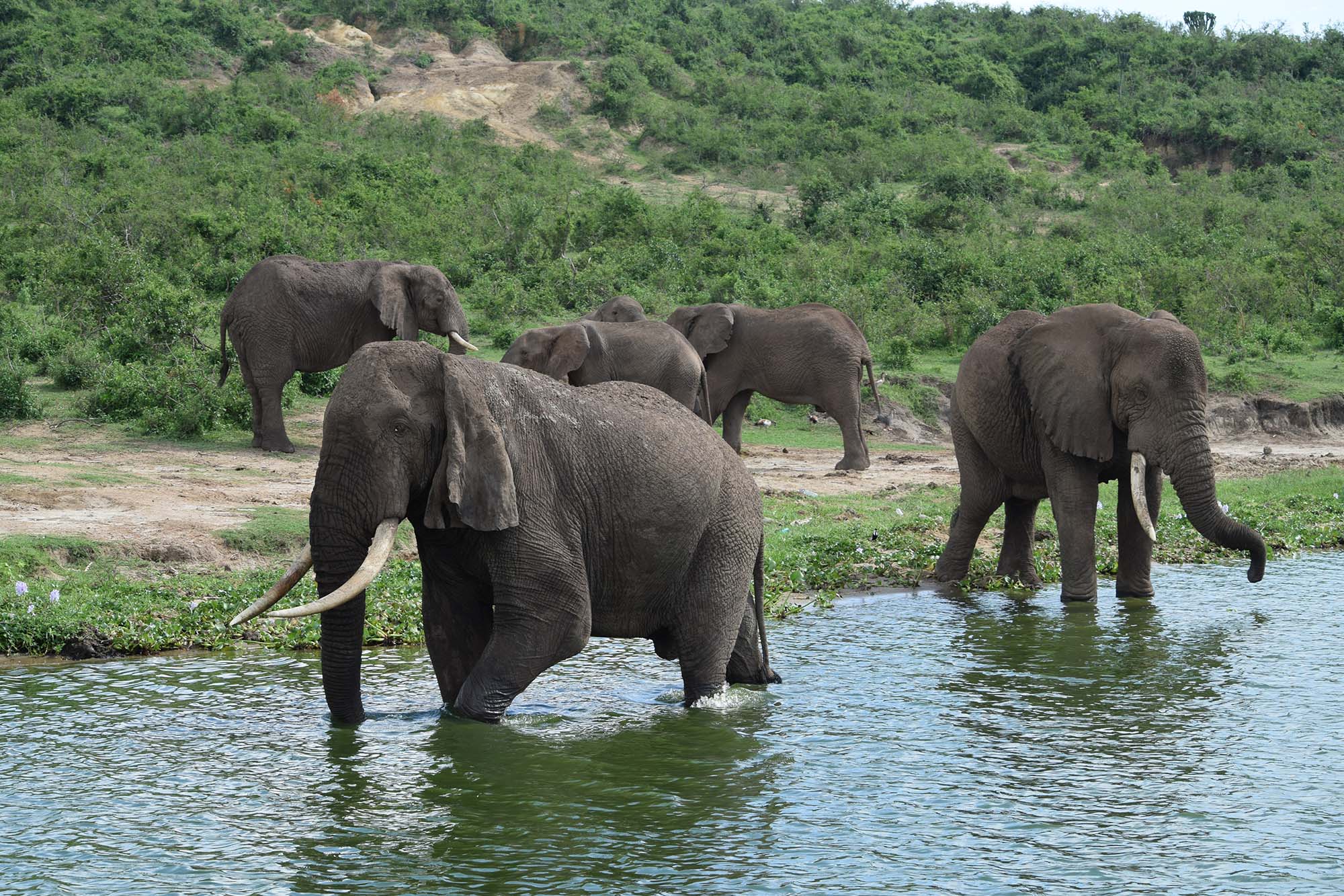 WILDLIFE SAFARI IN UGANDA - kazinga channel cruise