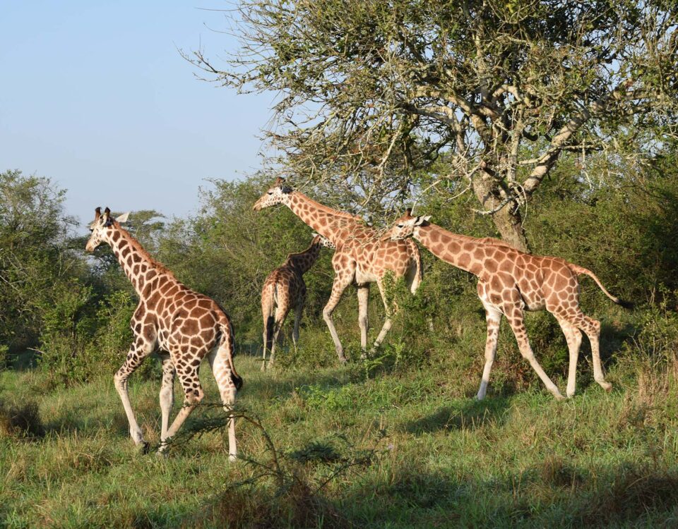 NORTHERN UGANDA WILDLIFE ADVENTURE