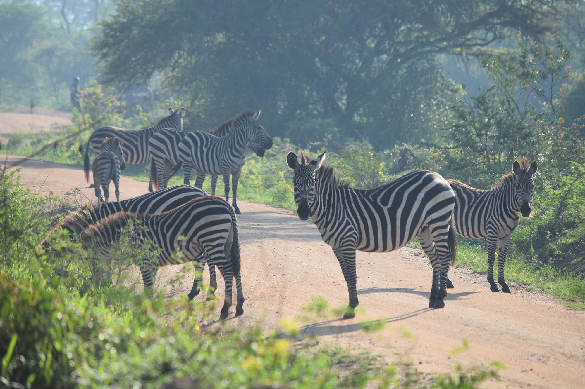 Nature walks in Lake mburo national park uganda