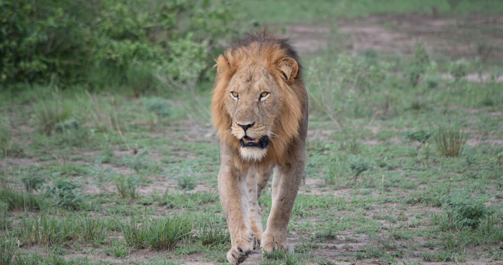 Wildlife Game Drives