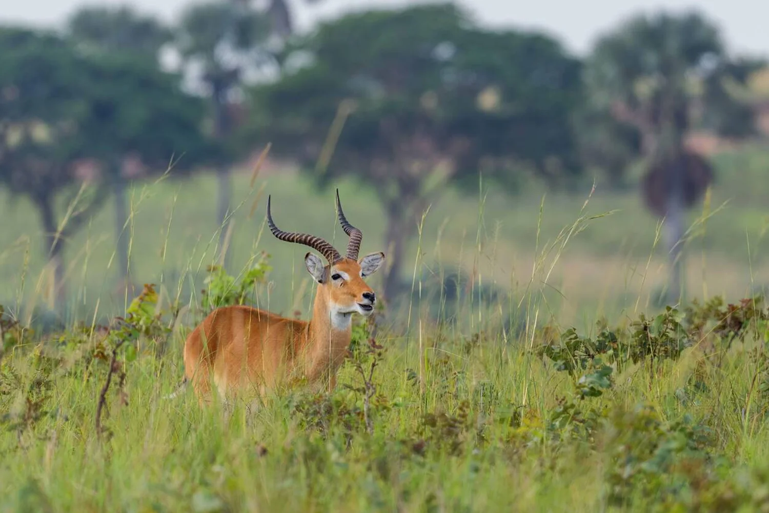 Guided Nature & Crater Walks