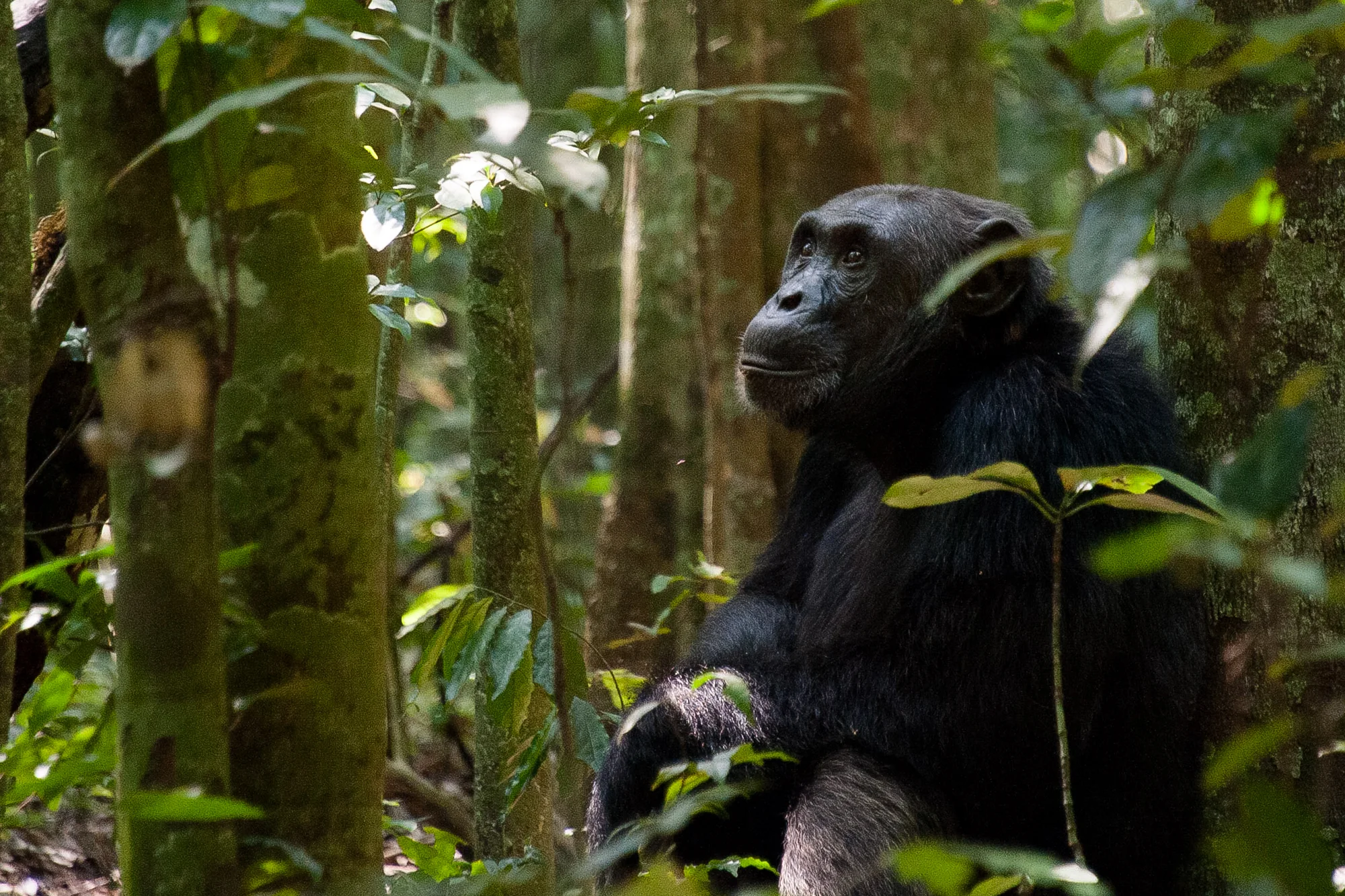 chimpanzee tracking in rwanda nyungwe forest