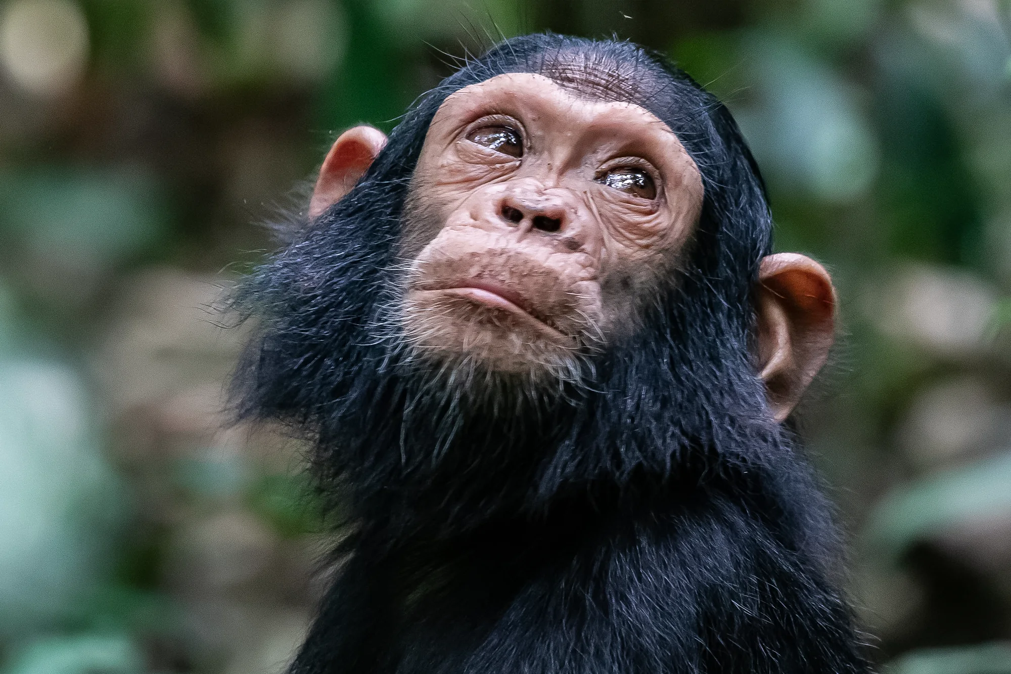 Chimpanzee trekking in Kyambura gorge - queen elizabeth national park