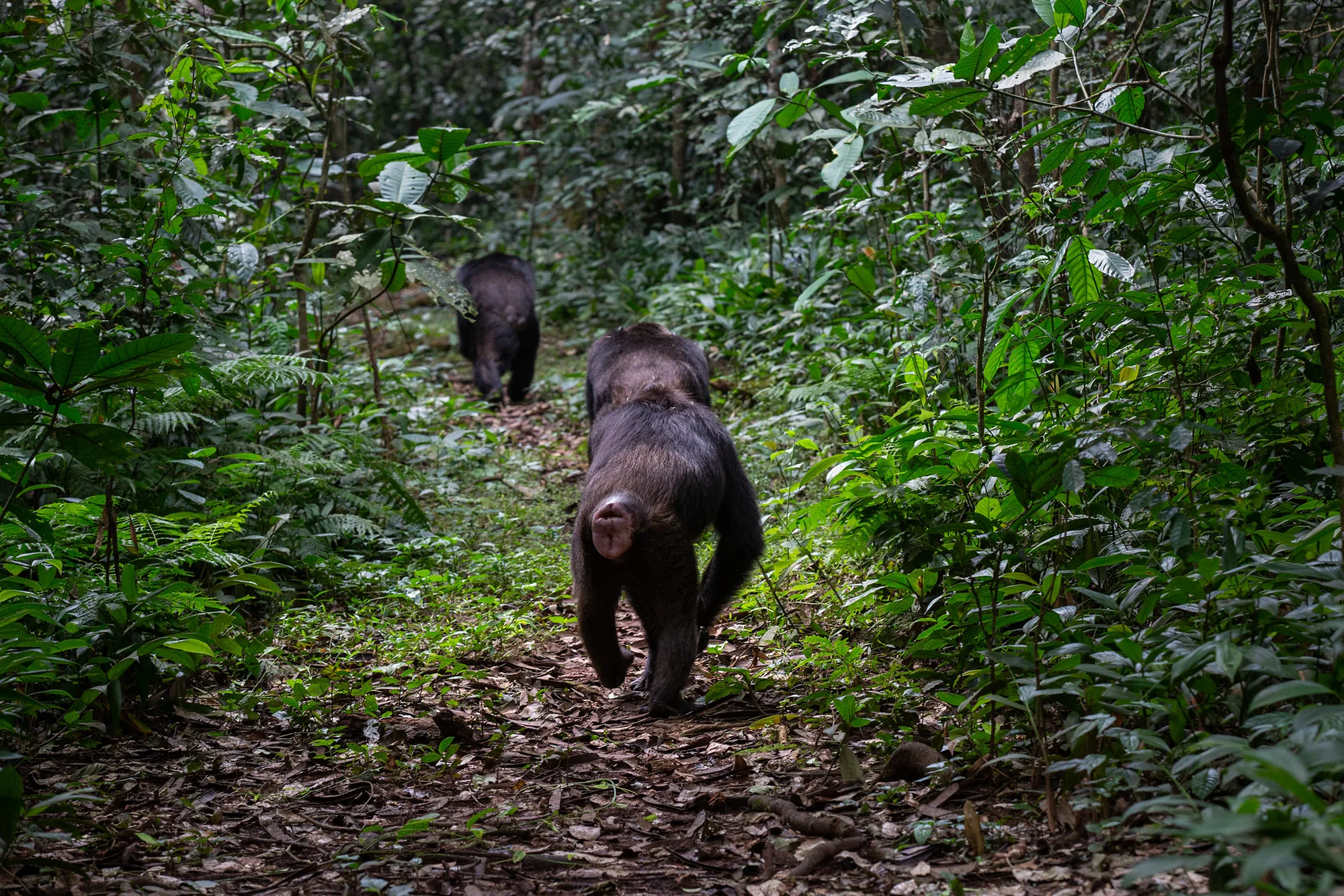Kibale following chimps in the forest