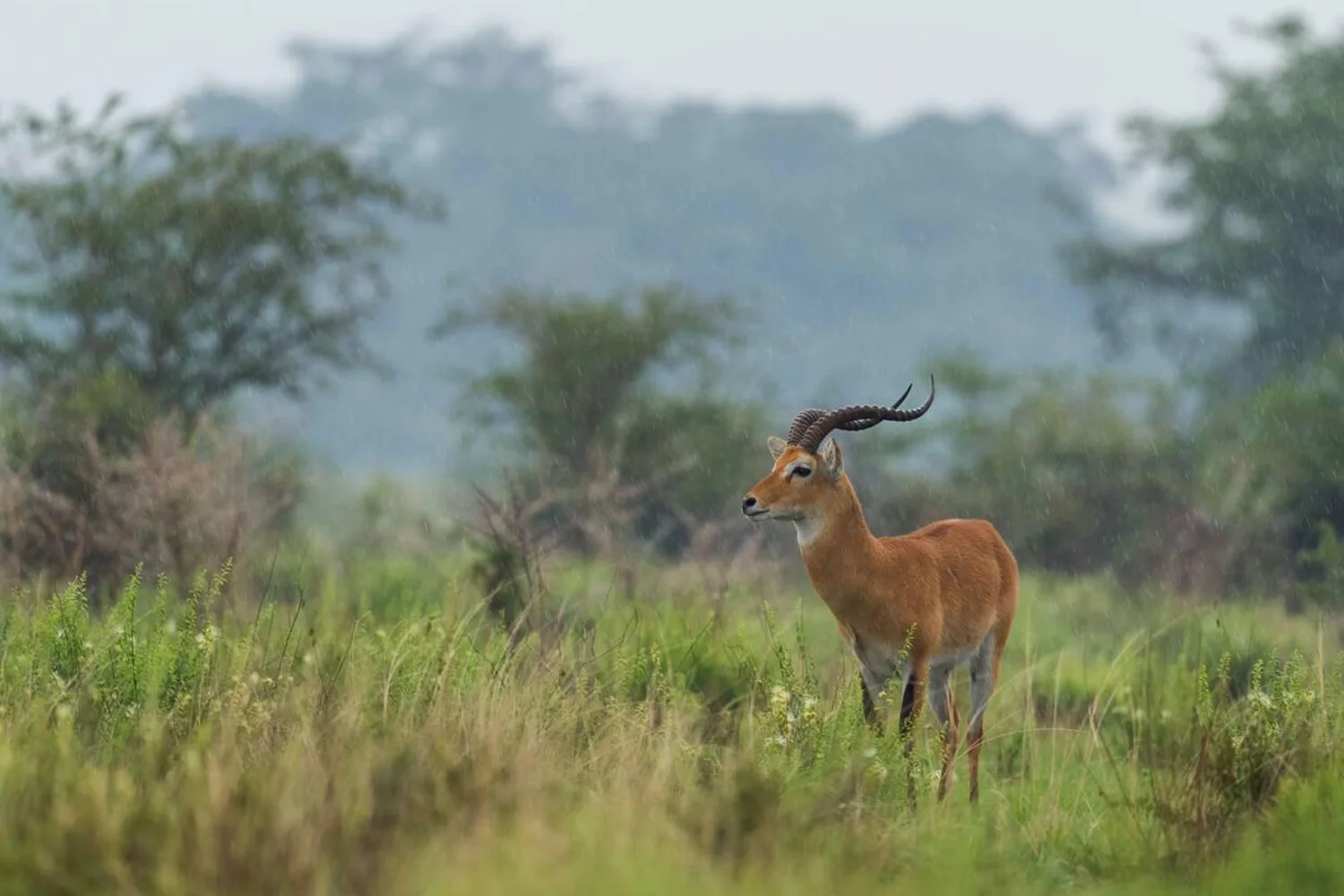 game drive safari in Akagera rwanda
