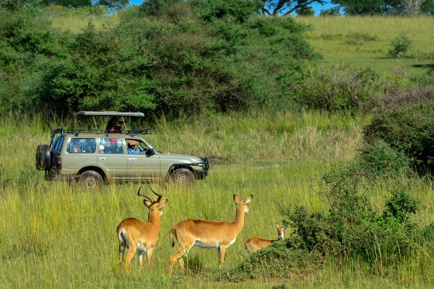 What a Game Drive Feels Like
