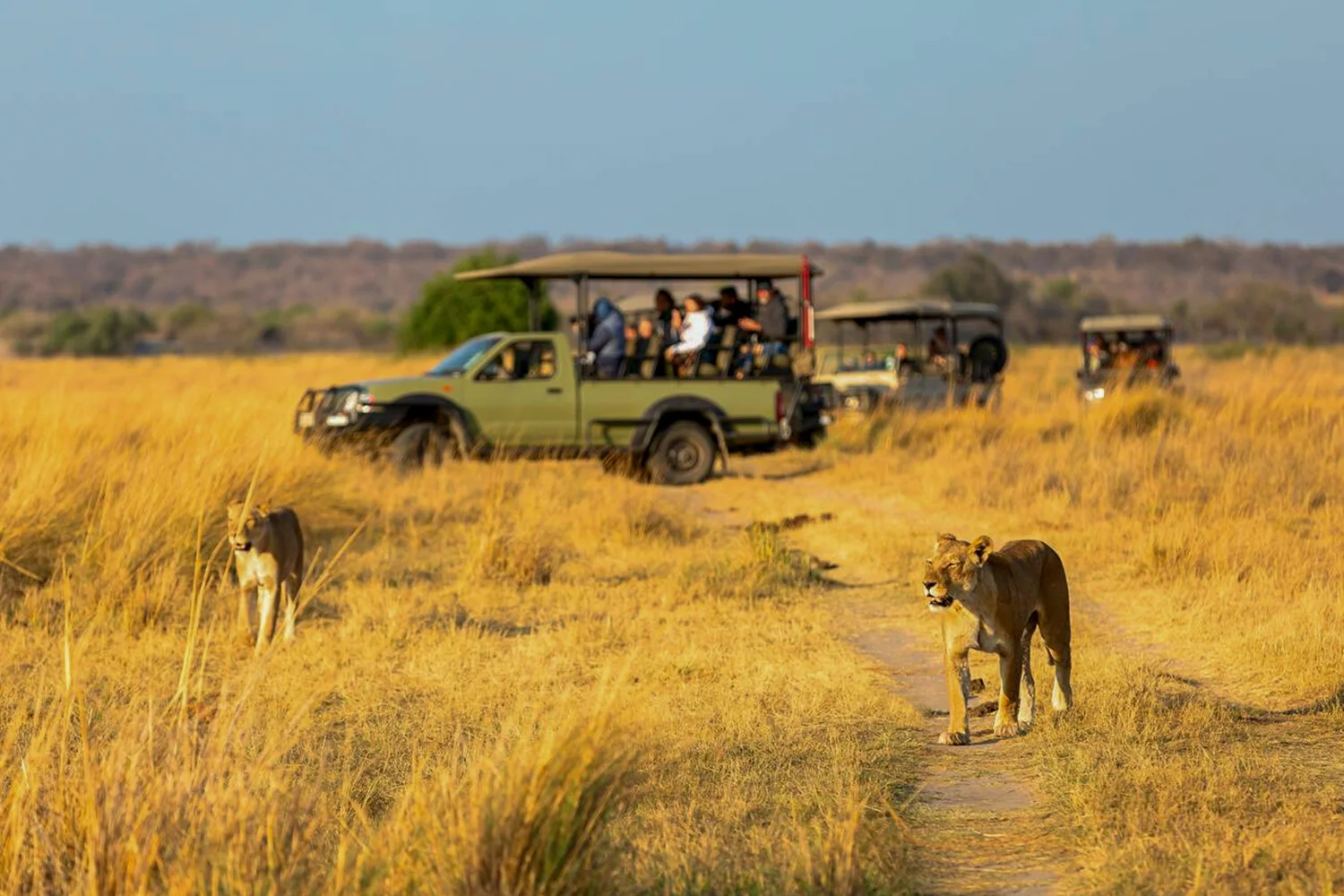 Game Drive & Big Five Safaris in Uganda & Rwanda