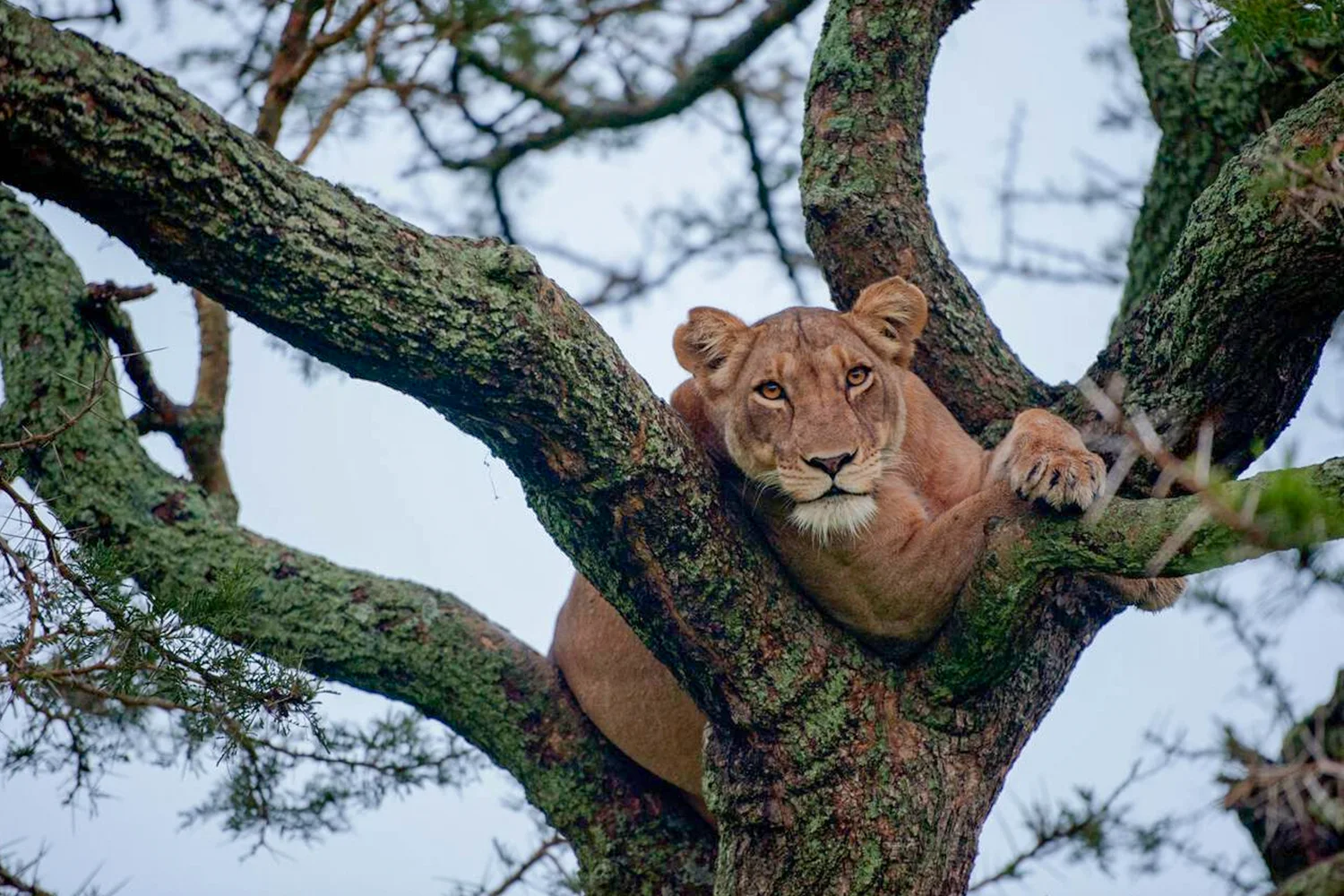 tree climbing lions of ishasha on a game drive