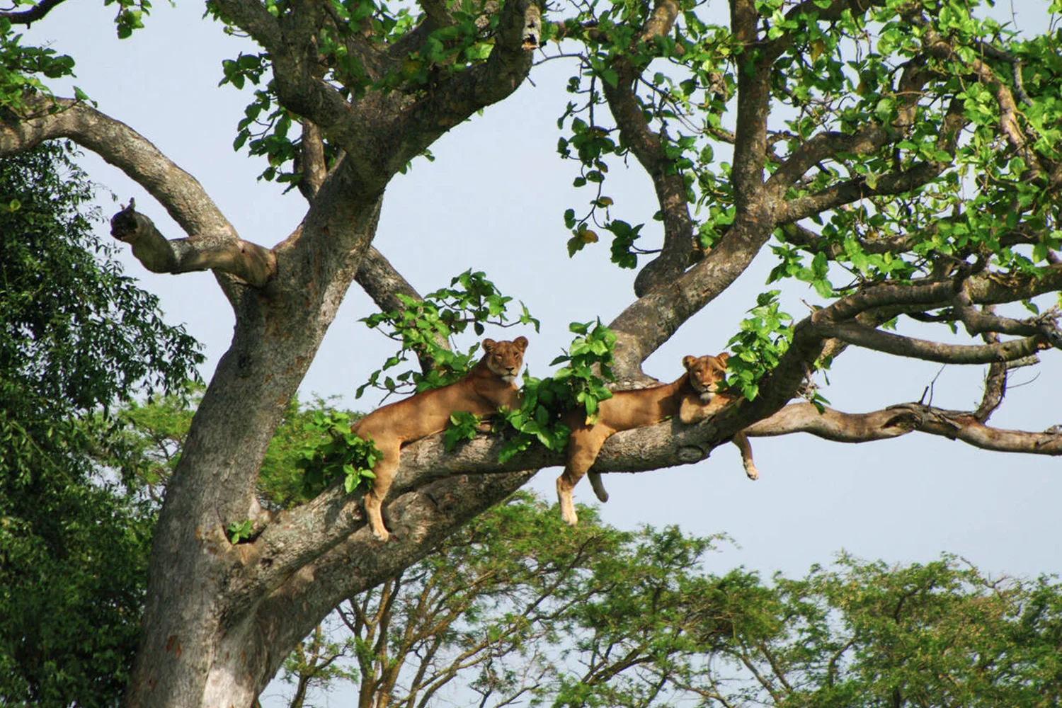 ishasha tree climbing lions