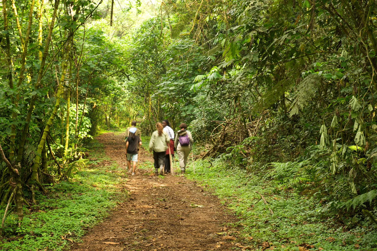 Walking in Bwindi