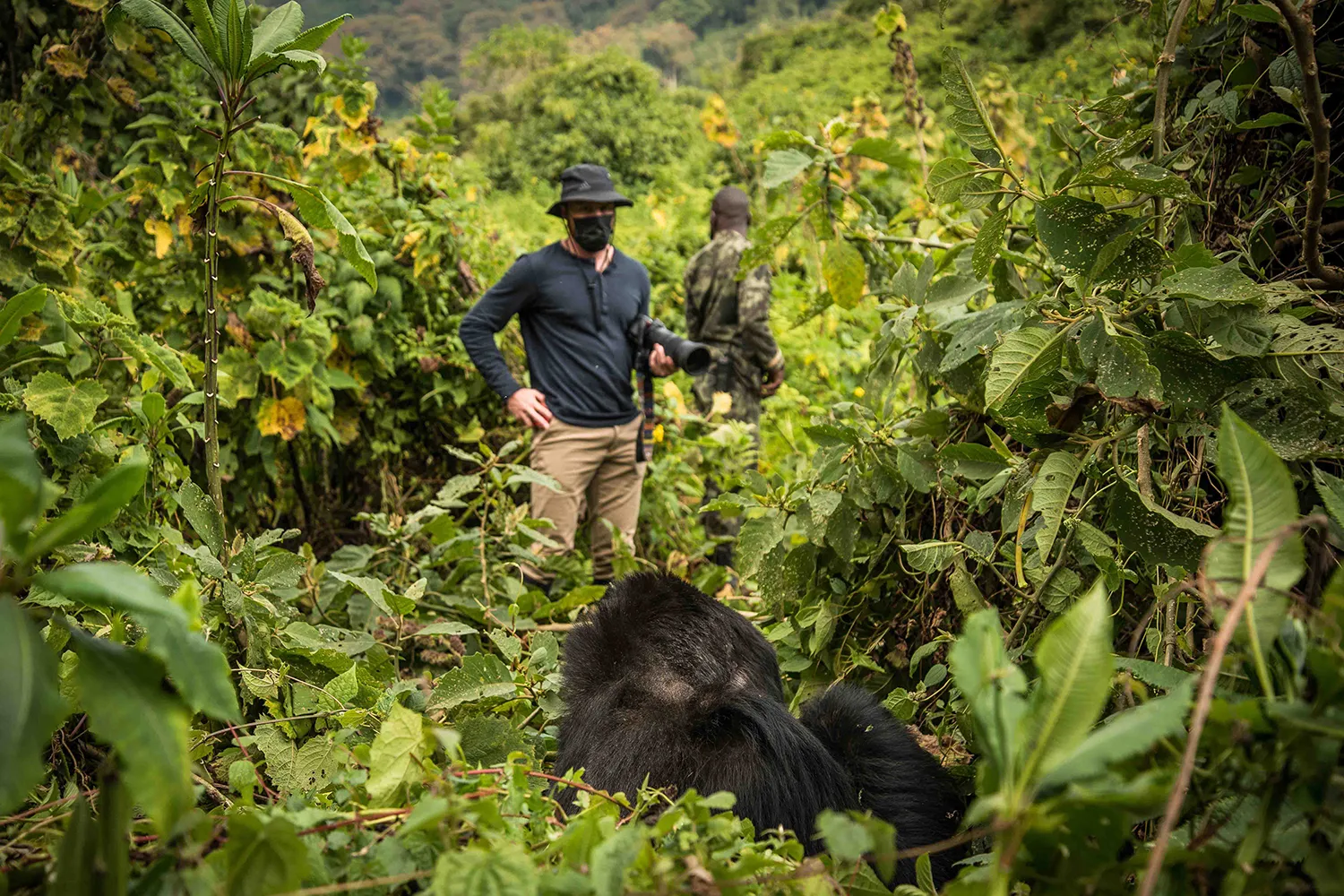 the gorilla trekking experience